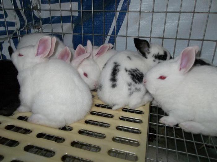 lapins à vendre