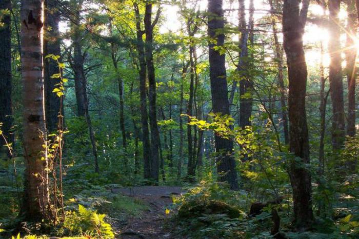 entreprise sur bois comment organiser