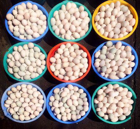 diversification des activités