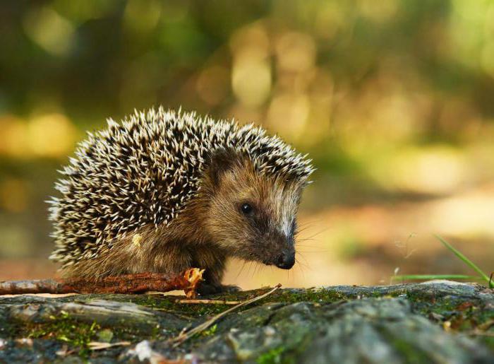 notion d'infraction administrative