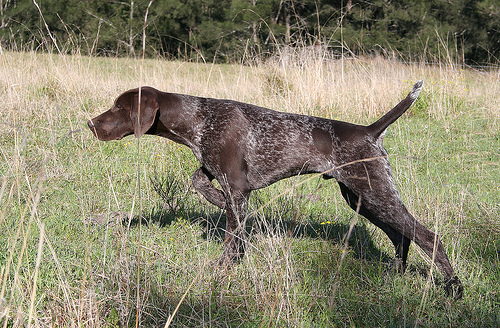 Types et méthodes de chasse