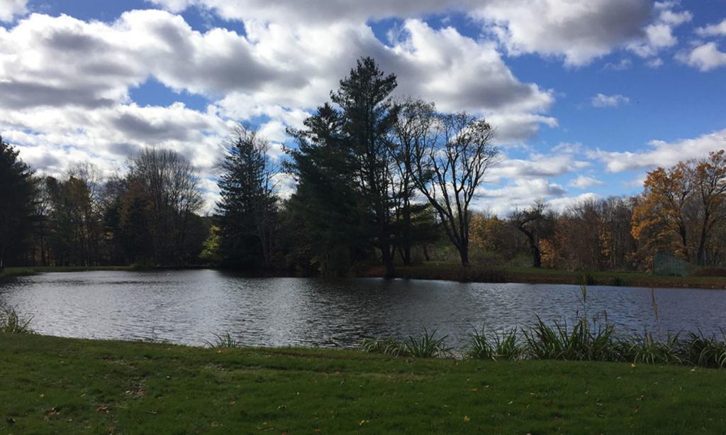 l'eau et l'herbe verte
