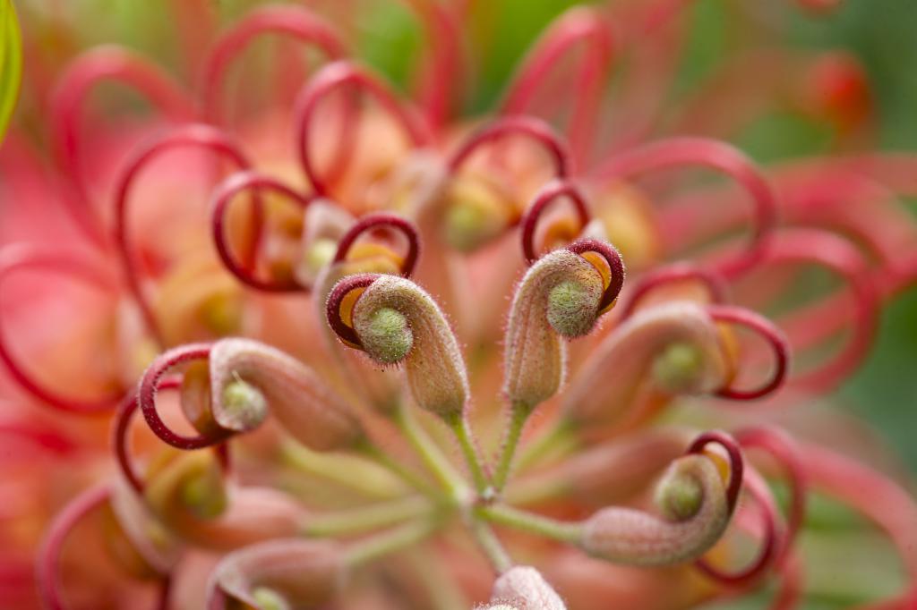 Vrilles dans les plantes