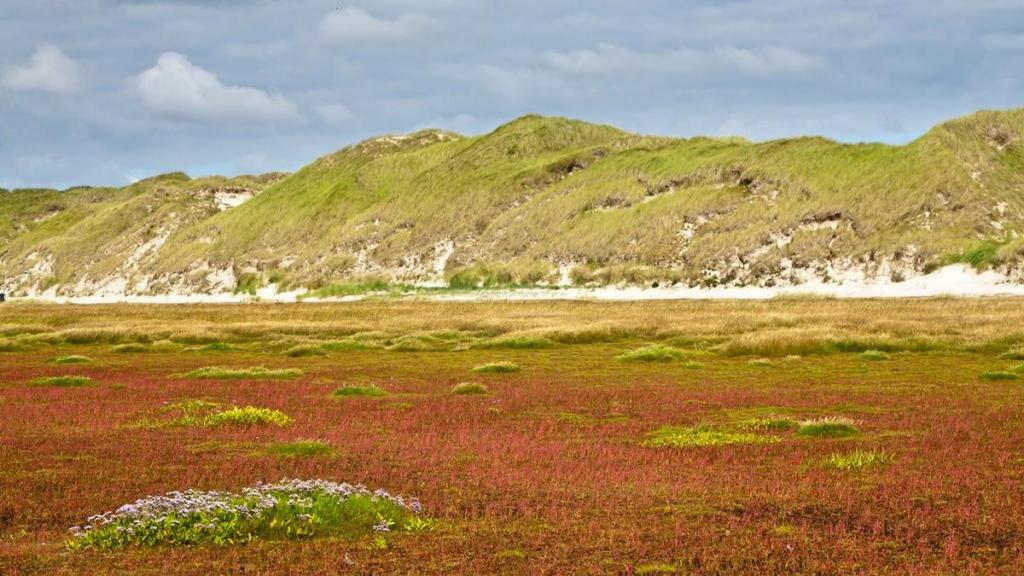 La litière en tant que type de sol