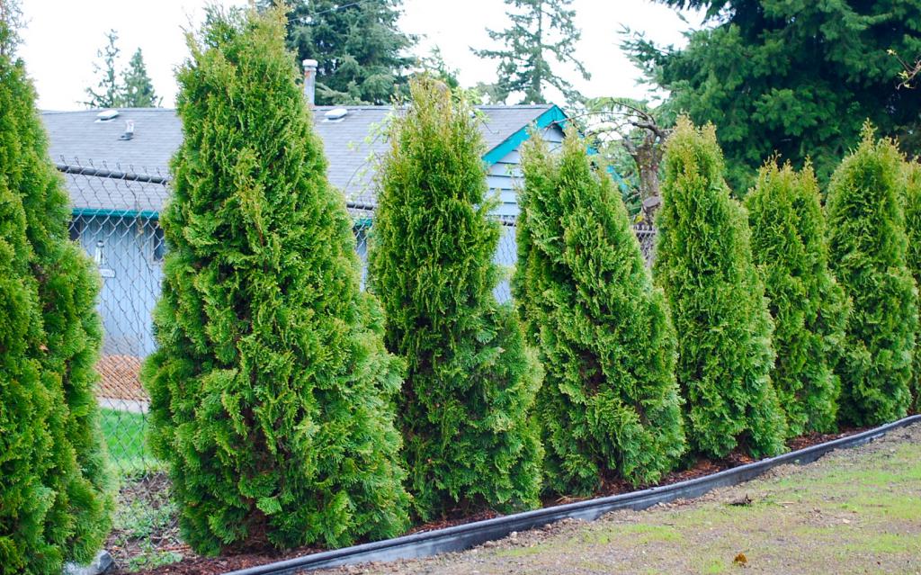 Arbres décoratifs sur un terrain personnel