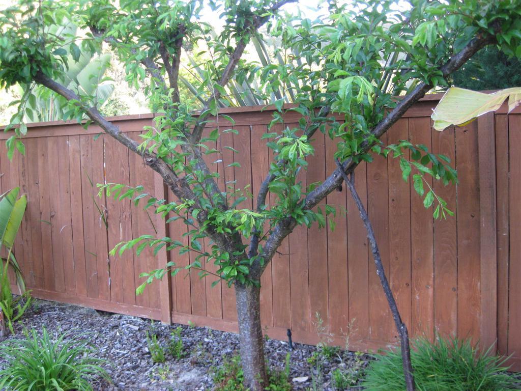 Le non-respect des normes de plantation d'arbres peut entraîner des conflits avec les voisins à l'avenir