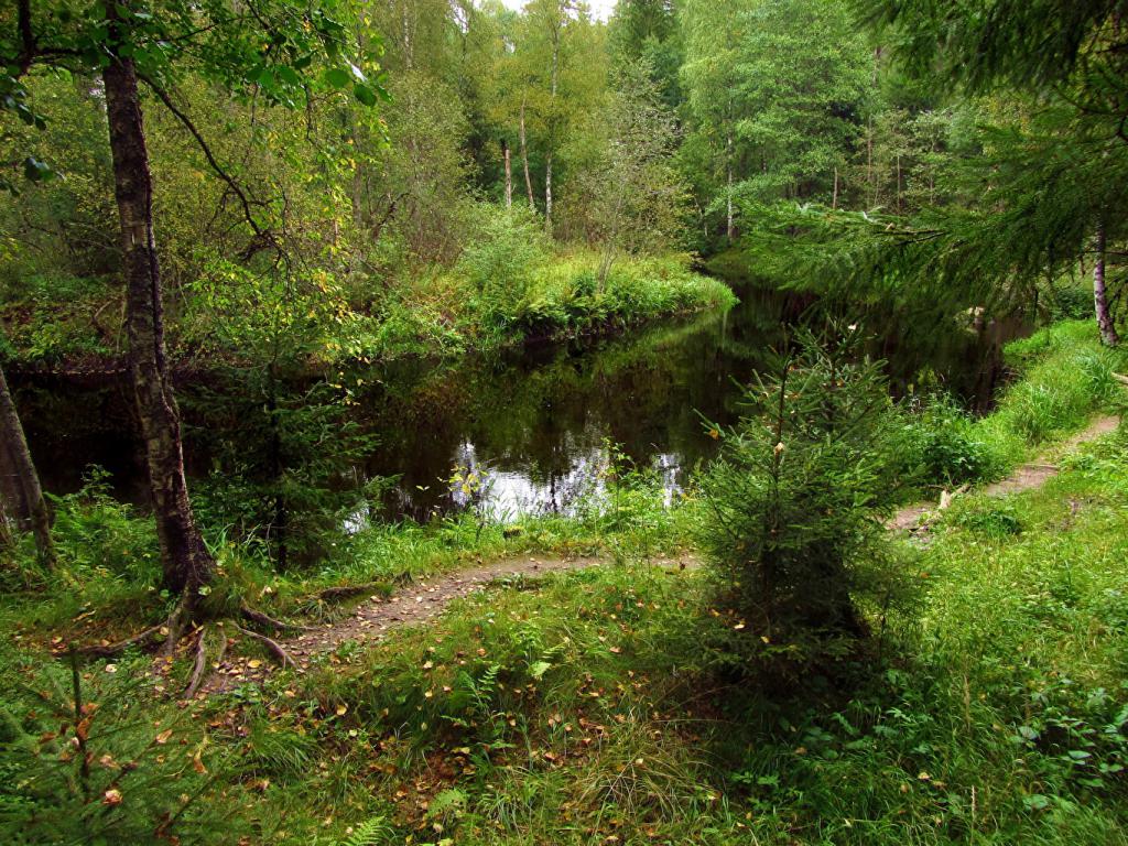 Rivière dans la forêt