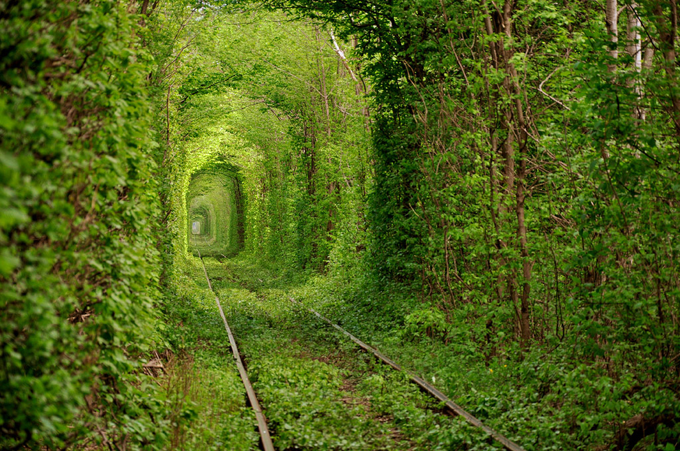 Tunnel ferroviaire d'arbres forestiers vivants
