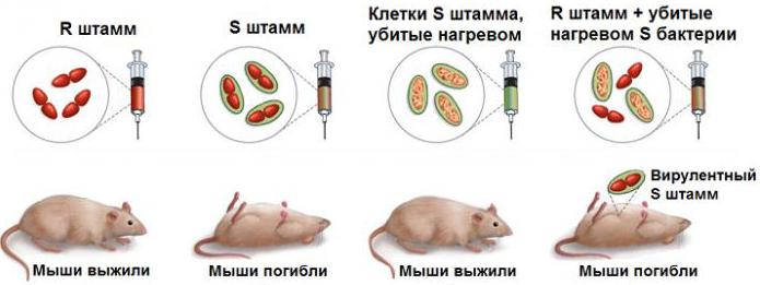 preuves expérimentales du rôle de l'adn