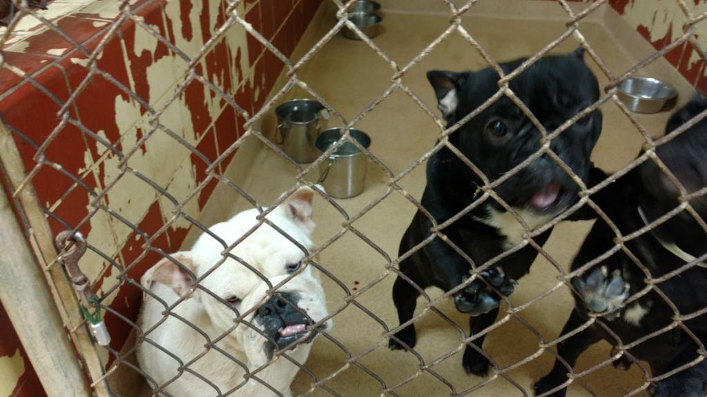 Chiens dans un refuge